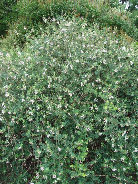 Lonicera thibetica